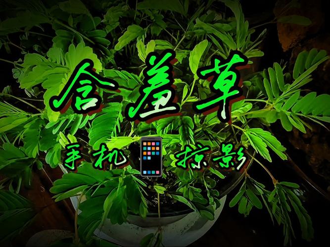 神马影院第九影院yy6080的相关介绍