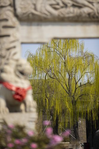花蝴蝶影院的相关介绍